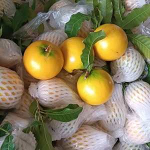 แอปเปิ้ลดาวสดใหม่จากเวียดนาม หวานอร่อย ผลไม้สีม่วงนม ผู้จัดจำหน่ายที่เชื่อถือได้สำหรับการค้าระหว่างประเทศ - Product Image 6