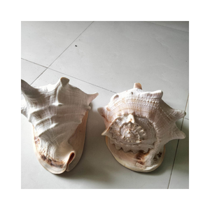 Cymbiola Nobilis Caracol Seashell Adorno artesanal natural hecho a mano para casas costeras y decoración ecológica - Product Image 5