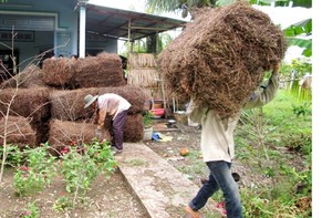 เจลลี่หญ้าสีดำคุณภาพสูงจากเวียดนาม - Product Image 2