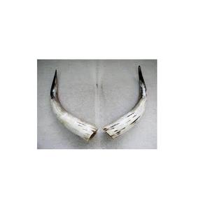 Par de bocina de búhos, bocina de vaca de la mejor calidad, artesanía natural, diseño moderno, par de bocina al mejor precio, diferentes tamaños - Product Image 5