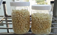 Oignons verts marinés en vrac, poireaux salés en conserve, oignons vietnamiens marinés en conserve, poireaux marinés en conserve à bon prix Akina