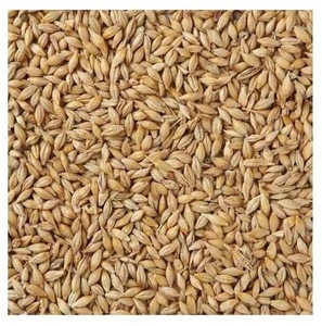 Grains d'orge grillés biologiques de haute qualité Malt et graines d'orge séchés Offre Spéciale des aliments pour animaux à faible coût - Product Image 6