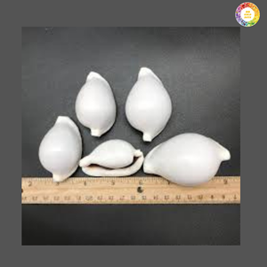 เปลือกหอยเคลือบเงาแบบพรีเมี่ยม | เปลือกหอยธรรมชาติบริสุทธิ์ | ผู้จัดจำหน่ายและผู้ส่งออกจากเวียดนาม - Product Image 1