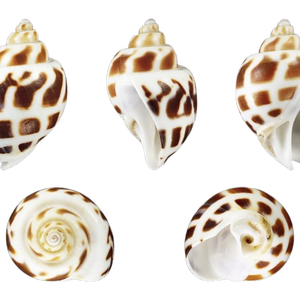 CONCHAS DE BABYLON NATURALES AL POR MAYOR DE VIETNAM PARA DECORACIÓN DEL HOGAR Y ARTESANÍA - Product Image 3