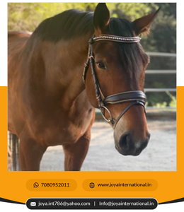 Brida de filete anatómica de cuero marrón Carmel personalizada de alta calidad para caballos brida plegable a la venta - Product Image 3