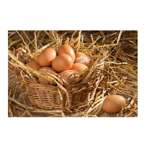 ชั้นวางแบบมีสีสำหรับไข่ไก่สไตล์ไก่ไข่สีน้ำตาลสดสำหรับฟาร์ม - Product Image 2