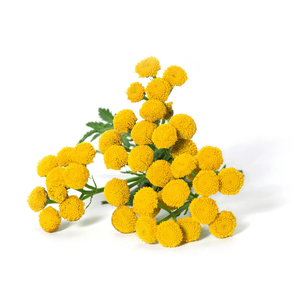 น้ำมันหอมระเหยสีฟ้าแทนซี่สีฟ้าสำหรับบำบัด100% - Product Image 3