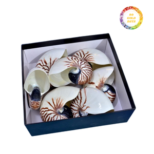 Coquillages Nautilus naturels avec finition polie pour les expositions décoratives Artisanat Décoration côtière et projet d'art sur le thème de l'océan - Product Image 2