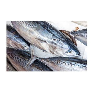 Atún Bonito Congelado a Precio Económico, Pescado Skipjack al Precio Más Bajo - Product Image 1