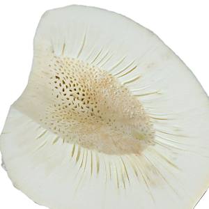 Ventas al por mayor Grado superior Precio más barato Fruta de pan congelada Sabor tropical Embalado cuidadosamente del exportador de fruta de pan congelada de Vietnam - Product Image 4