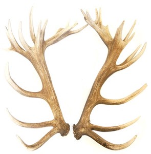 Cuernos de ciervo rojos a granel disponibles para compradores mayoristas y de exportación - Product Image 5