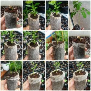 Venta al por mayor de pellets de coco Jiffy pellets de coco para semillas a partir de pellets de Coco para plantas al mejor precio de fábrica hecho en Vietnam - Product Image 5