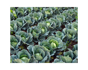 Chou vert biologique de qualité garantie - Produits frais pour l'exportation destinés aux besoins des entreprises - Product Image 5