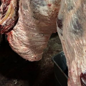 ซากเนื้อทั้งยุโรปพรีเมี่ยมผ่านการแปรรูปอย่างเชี่ยวชาญสำหรับการขายส่งและขายปลีก (มีให้เลือกทั้งแบบครึ่งหรือไตรมาส) - Product Image 4