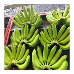 Savourez des bananes fraîches: sucrées, succulentes et parfaites pour les smoothies quotidiens, élevez votre routine avec un délice savoureux et naturel! - Product Image 6