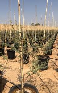 Piquets de soutien pour plantes, bambou traité sur mesure, fabricant en gros - Product Image 6