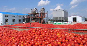 Đôi tập trung 28-30% Đóng Hộp Cà Chua dán 10g <span class=keywords><strong>1kg</strong></span> 300G có sẵn trong gói Túi trống bao bì số lượng lớn để bán - Product Image 2