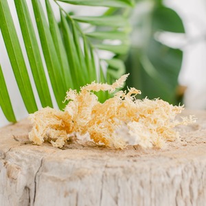 สาหร่าย Eucheuma cottonii มอสทะเลดิบเพื่อสุขภาพส่งออกจากโรงงานเวียดนาม - Product Image 2