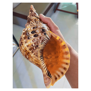 Coquillage trompette pour aquarium, matériau : coquille marine ; utilisation : décoration et présentation d'aquarium sec ; origine : fournisseur vietnamien - Product Image 6