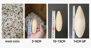 Prémium Grade Squid Maw-Exportación a granel disponible - Product Image 4