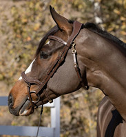 Bridon anatomique en cuir véritable, design moderne et confortable, marque JOYA, luxe pour l'équitation, personnalisable