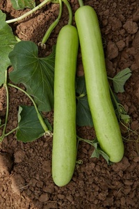 Graines hybrides F1 spéciales de courge bouteille Longue Étoile de Lune, pureté 99,99%, germination 85% - Product Image 5
