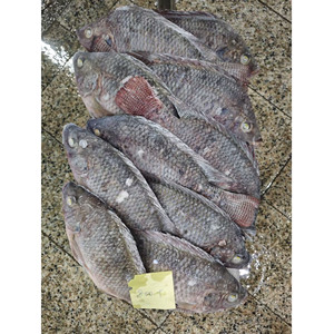 Pescado Tilapia Congelado BQF |   Precio Competitivo |   Suministro Mayorista Confiable para Importadores de Malí - Product Image 4