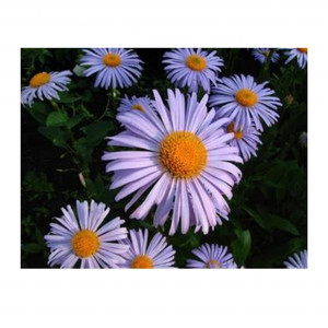 Kanha Nature Oils Aceite esencial de manzanilla azul hidrosol de calidad superior Fabricante indio OEM Cantidad a granel Nutritiva - Product Image 5