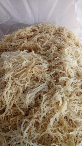 Mousse de mer irlandaise naturelle 100% fabriquée à l'état sauvage/mousse de coton Euchema de 99 GD prête à être expédiée en vrac - Product Image 4