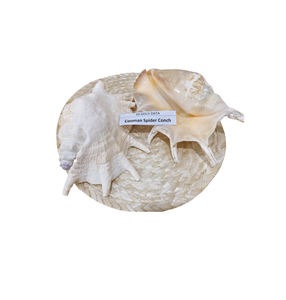 เปลือกหอยตกแต่งด้วยมือแท้สำหรับการตกแต่งบ้านในธีมชายฝั่งที่สวยงามและการจัดแสดงศิลปะทางทะเล - Product Image 3