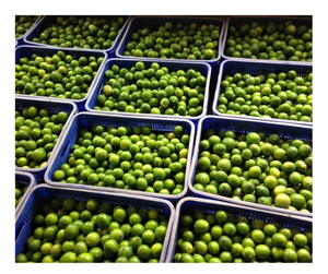 Ideal para el verano, ofertas asequibles al por mayor Lima fresca sin semillas Premium Proveedores hechos en Vietnam a granel listos para el envío - Product Image 4