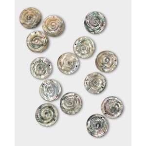 Perles d'ormeau fossile sculptées pour la fabrication de bijoux - Product Image 4