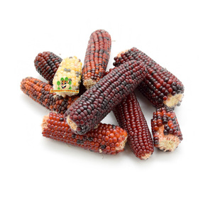 Suministro a granel de maíz rojo para procesadores de alimentos y Mercados Agrícolas - Product Image 6