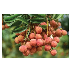 ลิ้นจี่สดแช่แข็งคุณภาพสูงจากเวียดนาม - Product Image 3