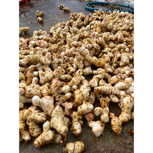GALANGAL FRAIS DE HAUTE QUALITÉ/PARFAIT pour la CUISINE/SAIN & NATUREL/MADE in VIETNAM - Product Image 2