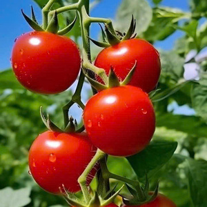 Sabor puro, Alcance global: tomates enlatados vietnamitas - Product Image 2