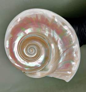 Concha de Turbo Marmoratus para Decoración del Hogar, Recogida a Mano en Vietnam, Tesoros del Océano, Recuerdo de Lujo, Madreperla Pulida - Product Image 4