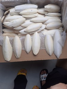 Os de seiche séché pour la nourriture des oiseaux Naturel 100% Os de seiche séché au soleil Vente Meilleure qualité Os de seiche de calmar du Vietnam - Product Image 2