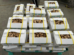 ขิงออร์แกนิกสดสำหรับการส่งออกบรรจุในกล่อง5กก. แหล่งกำเนิดของเวียดนาม - Product Image 4