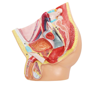 Modèle anatomique de bassin masculin adulte de qualité supérieure pour l'enseignement médical et la formation clinique - Product Image 6