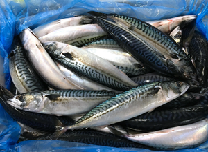 En Existencia, Caballa Atlántica Orgánica Congelada, Entera y Frescamente Empacada, Lista para Exportar - Product Image 2