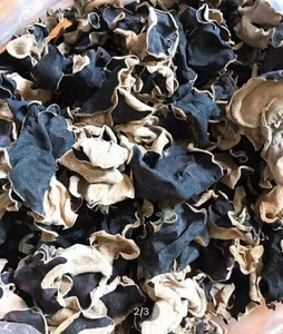 Champignon de qualité supérieure | Champignon séché à bon prix - Product Image 6