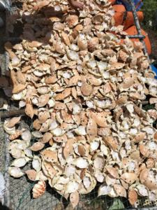 Vente en gros au Vietnam de carapace de crabe séchée crue de meilleure qualité farine de coquille de crevette poudre de crabe pour alimentation animale farine de poisson incluse - Product Image 3