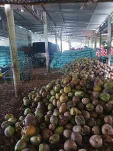 2025 cocopeat 100% จากเวียดนาม - Product Image 5