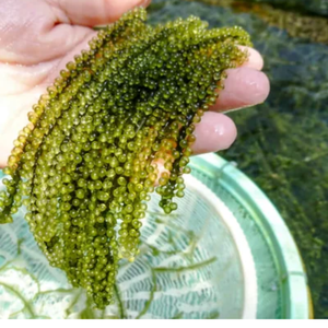 Vente en gros d'algues de raisin de mer-Raisins de mer frais et nutritifs/en vrac-Superfood sain/Mme Jessi - Product Image 2