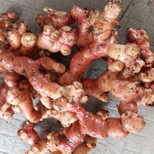 ข่าสด/หอม & รสชาติ/เหมาะสำหรับการทำอาหาร/ราคาดี/ทำในเวียดนาม - Product Image 3