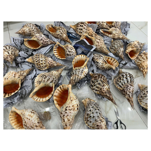 Coquillages artistiques de trompette du Vietnam pour les projets d'art mural, l'ameublement de la station, les coffrets cadeaux côtiers et l'utilisation de l'aquarium - Product Image 1