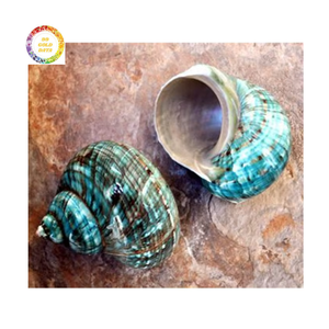 Grand coquillage vert brillant de Shell de Turbo de vente chaude pour la conception intérieure et l'usage d'affichage - Product Image 4