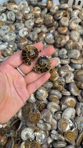 Cristales naturales de alta calidad de calidad AAA, piedra curativa, amonita, fósiles coloridos a la venta, forma mixta, amonita, precio de fábrica, lote - Product Image 4