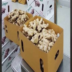 Proveedor de Jengibre de Alta Calidad, Jengibre Fresco de la Cosecha Más Reciente para Venta al Por Mayor a Precio Económico, Jengibre Fresco en Caja con Garantía Comercial - Product Image 4
